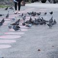 Un banquet dans la rue... Les pigeons ont