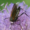 MACRO DANS LE JARDIN (suite )