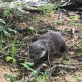 "La loutre barbote de nouveau dans les rivières de Dordogne ..."