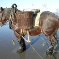 5 - Paardenvissers van Oostduinkerke: het paard - le cheval