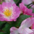 Rosa ' Bouquet Rose'