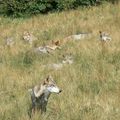 vacances, les loups du gévudan