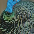 Ocellated Turkey (Meleagris ocellata)