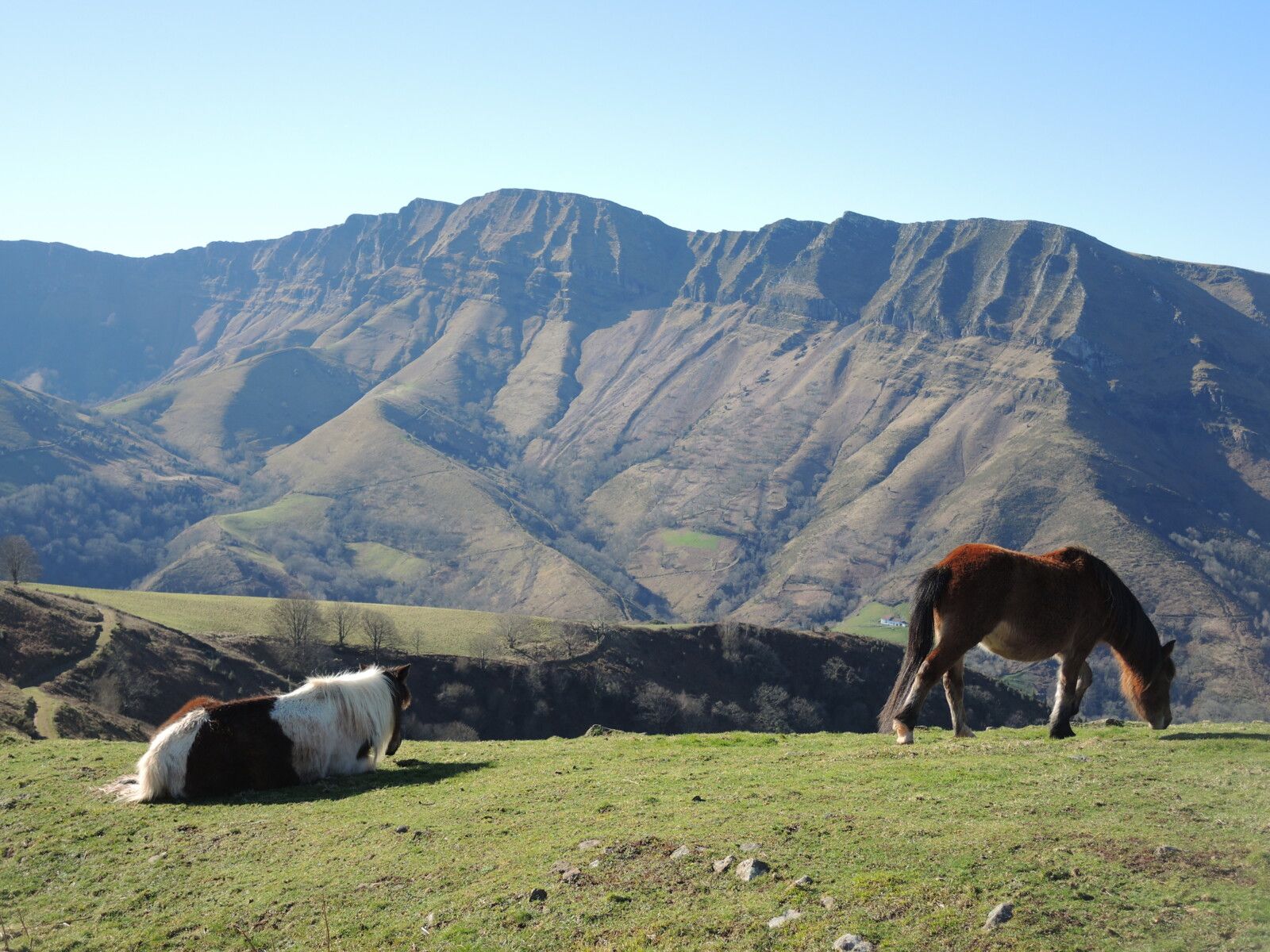 Larla, plateau intermédiaire, pottoks et Iparla (64)