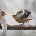 Revenons à la journée de neige ...