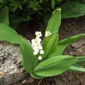 Muguet de mon jardin !