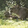 Lionne et ses lionceaux 