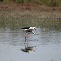 Camargue vauverdoise (14)