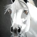 étalon Pur Sang arabe/ arabian's stallion