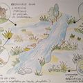 L'importance des zones humides