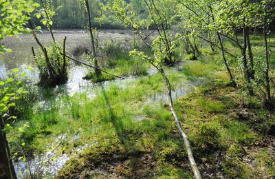 Paysages des Vosges