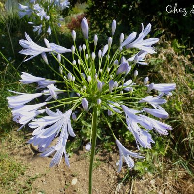 Le bleu des agapanthes