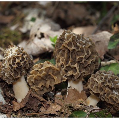 Morilles 2022