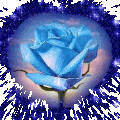 Une Rose en Coeur bleu