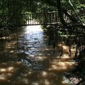 Mangrove et pont suspendu