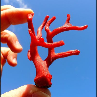 ~~ Les RAMEAUX de CORAIL ROUGE ~~