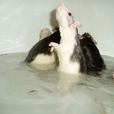 Les rattes sous la douche !