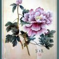 Pivoines de Chine