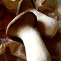 °champignons panés aux noisettes°