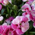 LE BOUQUET DU VENDREDI...