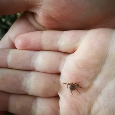 Petites bêtes de Bretagne