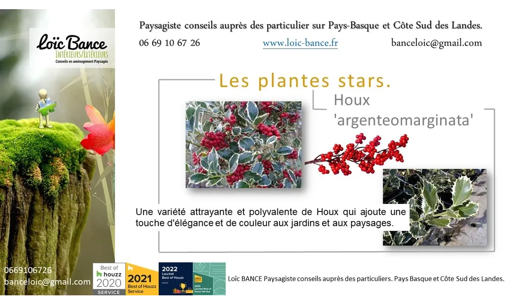🌳 Houx argenteomarginata par Paysagiste Pays Basque et Paysagiste Landes.