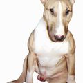 Bone Bull terrier 5 ans