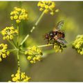 Tachinaire sauvage : Tachina fera