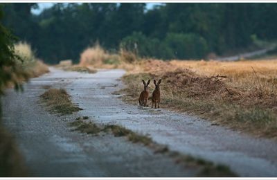 Chemin de la célébrité virtuelle ....