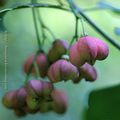 Bonnet d'évêque * fruits of spindle tree