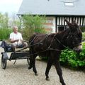 Les animaux de la maison