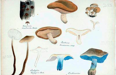  p. 101-108 ファーブルのキノコの水彩画 Les aquarelles de champignons de Fabre