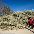 Notre prunus et autres arbres 