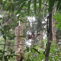 Des singes et un volcan (Bukit Lawang, Berastagi)