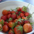 7 JUIN - des fraises de potager - le bonheur assuré...