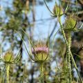 LA FLEUR DU LUNDI