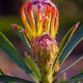 Printemps naissance d'une Protea (Origine Madère).