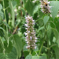  Butinage sur fleur d'agastache rugosa !