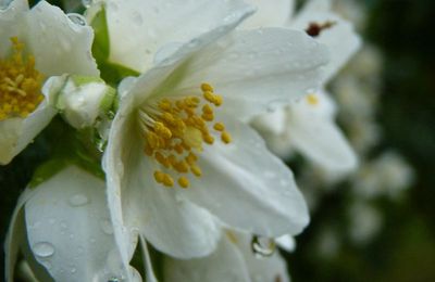 Quelques larmes de pluie