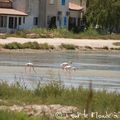 La balade estivale : les Saintes Maries de la Mer et ses flamants roses 