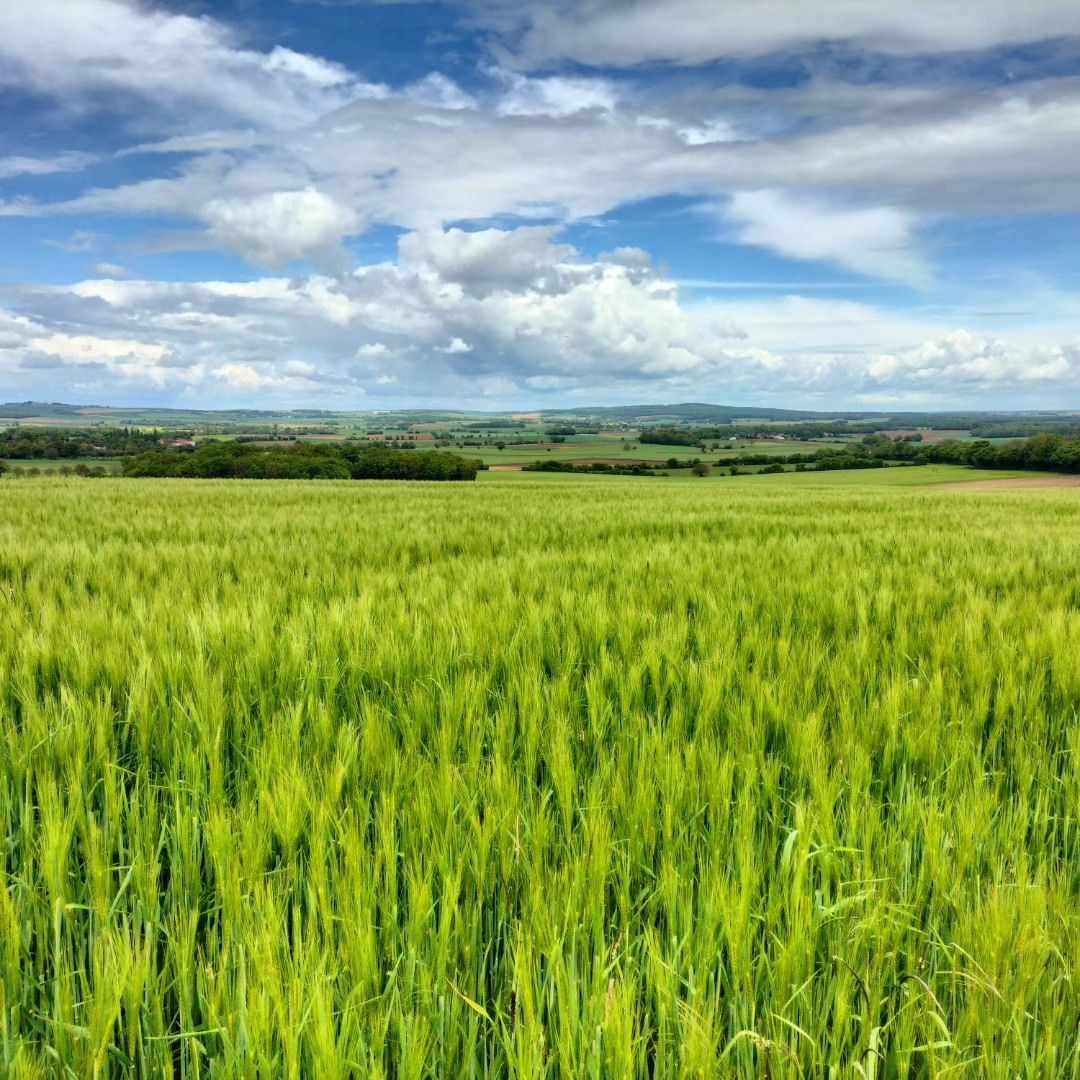 Nièvre, sur la route, mai 2024. (58)