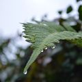 [Drôme] après la pluie dans la vallée de l'Isère.... 