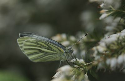 LA PIERIDE DU NAVET