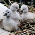 2 bébés cygnes de plus à la baie de Mémard