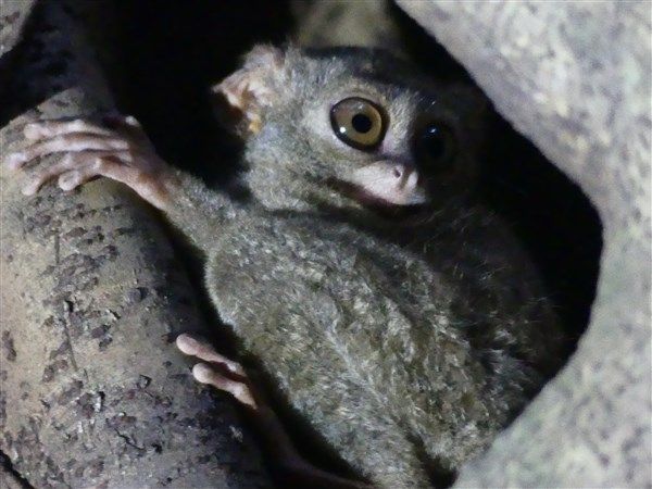 Voyage en Sulawesi - Visite du parc national de Tangkoko