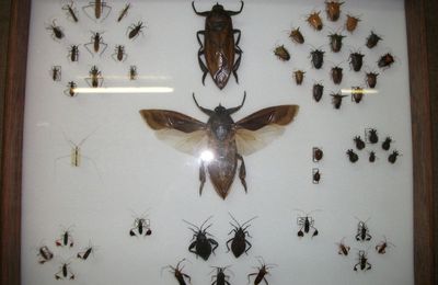 le musée des insectes, Palambala