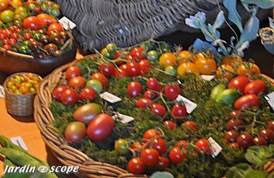 Comment réussir la culture de vos tomates ?