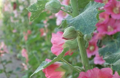 Roses trémières