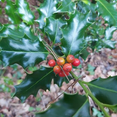 Mon échange d'atc timbrées avec Monique