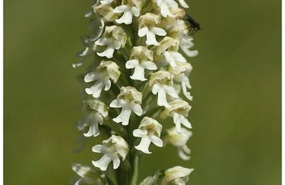 Orchis brulé : Neotinea ustulata